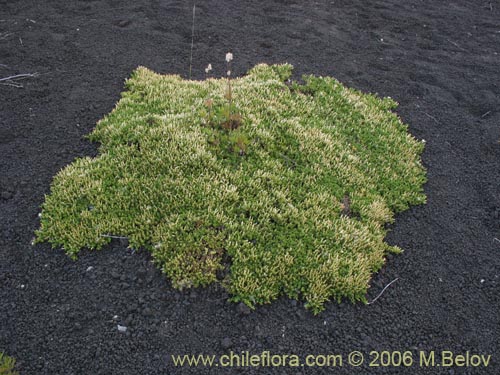 Imágen de Baccharis magellanica (Chilco de Magallanes). Haga un clic para aumentar parte de imágen.